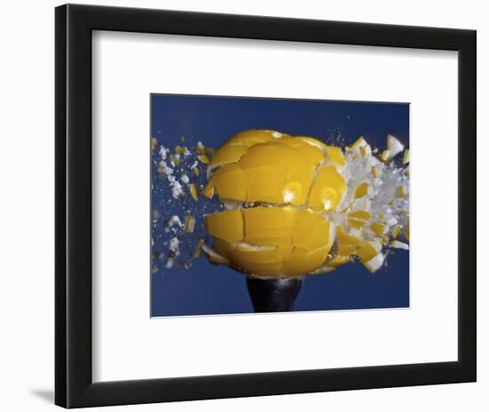 Yellow Jawbreaker Broken-Alan Sailer-Framed Photographic Print