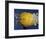 Yellow Jawbreaker Broken-Alan Sailer-Framed Photographic Print