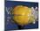 Yellow Jawbreaker Broken-Alan Sailer-Mounted Photographic Print