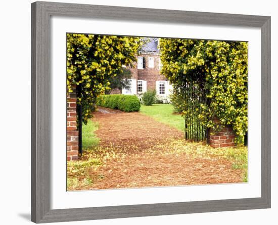 Yellow Jessamine at Gated Entry to Boone Hall Plantation, South Carolina, USA-Julie Eggers-Framed Photographic Print