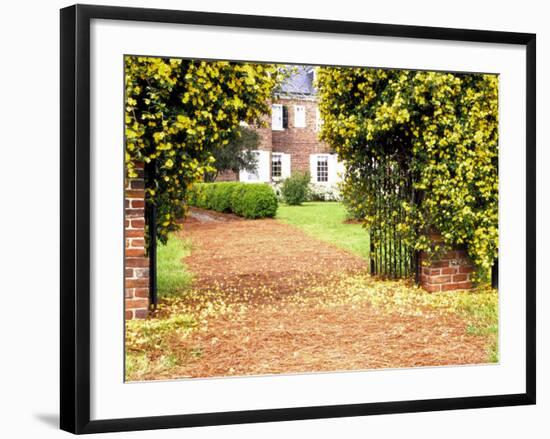 Yellow Jessamine at Gated Entry to Boone Hall Plantation, South Carolina, USA-Julie Eggers-Framed Photographic Print