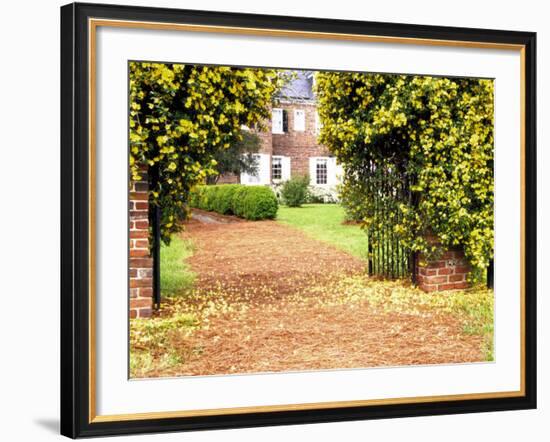 Yellow Jessamine at Gated Entry to Boone Hall Plantation, South Carolina, USA-Julie Eggers-Framed Photographic Print