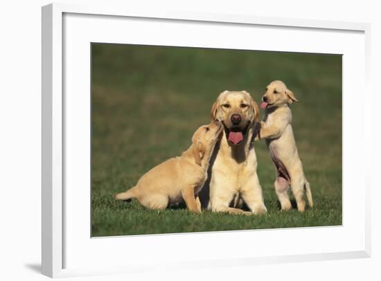 Yellow Lab Mother and Puppies-DLILLC-Framed Photographic Print