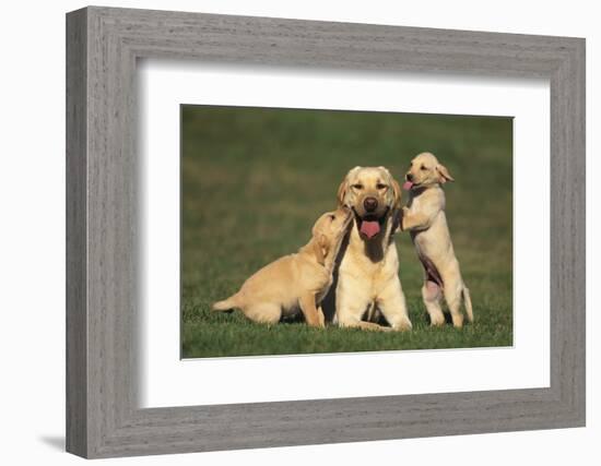 Yellow Lab Mother and Puppies-DLILLC-Framed Photographic Print