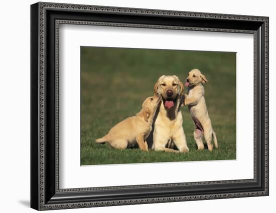 Yellow Lab Mother and Puppies-DLILLC-Framed Photographic Print