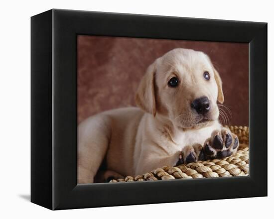 Yellow Lab Puppy in Basket-Jim Craigmyle-Framed Premier Image Canvas