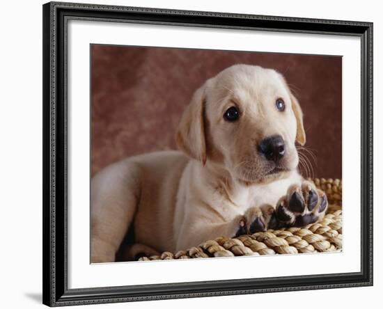 Yellow Lab Puppy in Basket-Jim Craigmyle-Framed Photographic Print