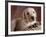 Yellow Lab Puppy in Basket-Jim Craigmyle-Framed Photographic Print