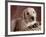 Yellow Lab Puppy in Basket-Jim Craigmyle-Framed Photographic Print