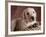 Yellow Lab Puppy in Basket-Jim Craigmyle-Framed Photographic Print