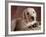 Yellow Lab Puppy in Basket-Jim Craigmyle-Framed Photographic Print