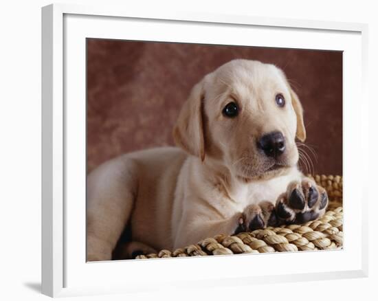 Yellow Lab Puppy in Basket-Jim Craigmyle-Framed Photographic Print