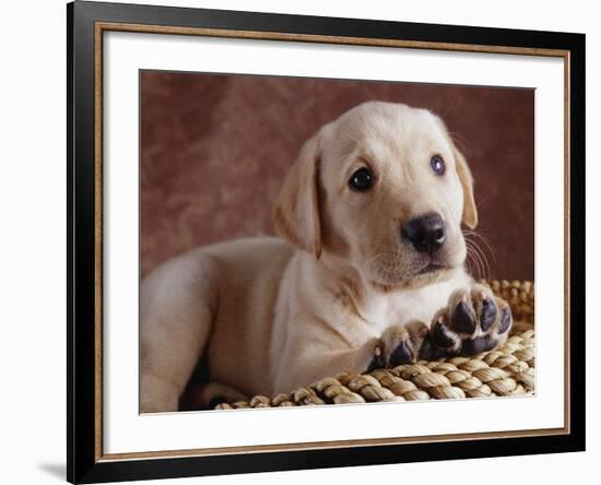 Yellow Lab Puppy in Basket-Jim Craigmyle-Framed Photographic Print