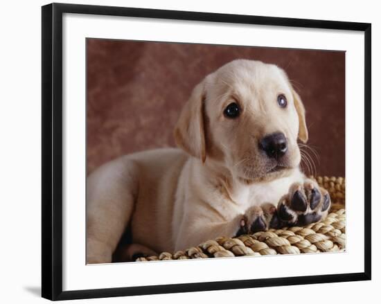 Yellow Lab Puppy in Basket-Jim Craigmyle-Framed Photographic Print