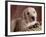 Yellow Lab Puppy in Basket-Jim Craigmyle-Framed Photographic Print