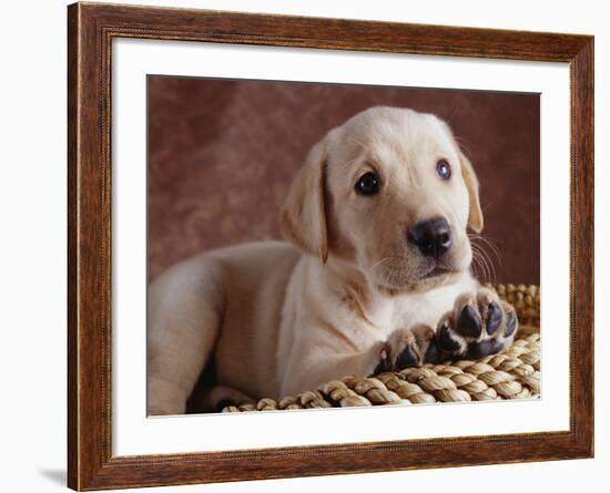 Yellow Lab Puppy in Basket-Jim Craigmyle-Framed Photographic Print