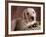 Yellow Lab Puppy in Basket-Jim Craigmyle-Framed Photographic Print