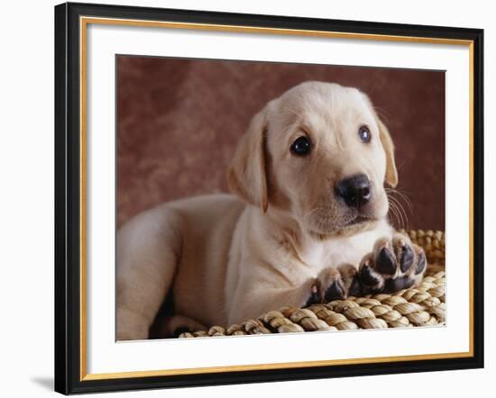 Yellow Lab Puppy in Basket-Jim Craigmyle-Framed Photographic Print