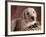 Yellow Lab Puppy in Basket-Jim Craigmyle-Framed Photographic Print