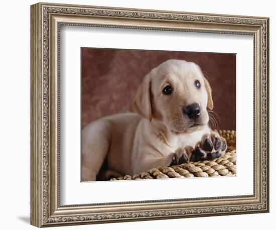 Yellow Lab Puppy in Basket-Jim Craigmyle-Framed Photographic Print