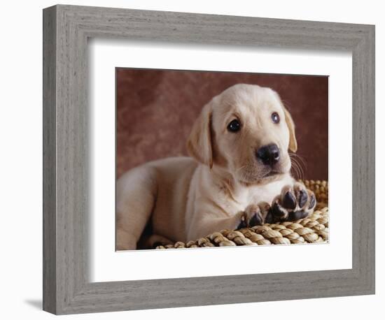 Yellow Lab Puppy in Basket-Jim Craigmyle-Framed Photographic Print