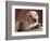 Yellow Lab Puppy in Basket-Jim Craigmyle-Framed Photographic Print