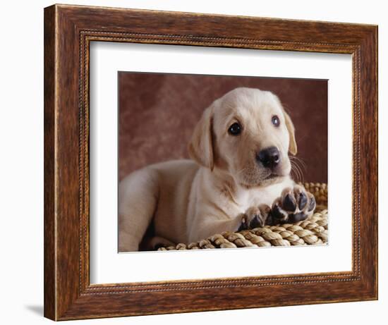 Yellow Lab Puppy in Basket-Jim Craigmyle-Framed Photographic Print