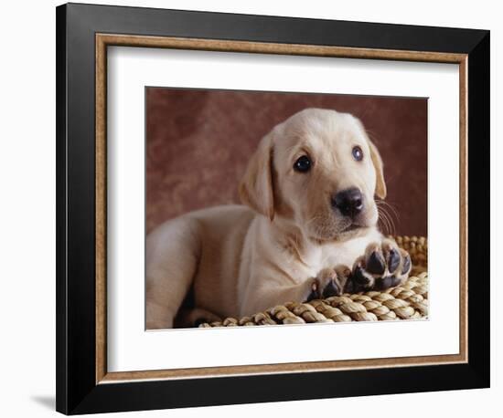 Yellow Lab Puppy in Basket-Jim Craigmyle-Framed Photographic Print