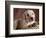 Yellow Lab Puppy in Basket-Jim Craigmyle-Framed Photographic Print