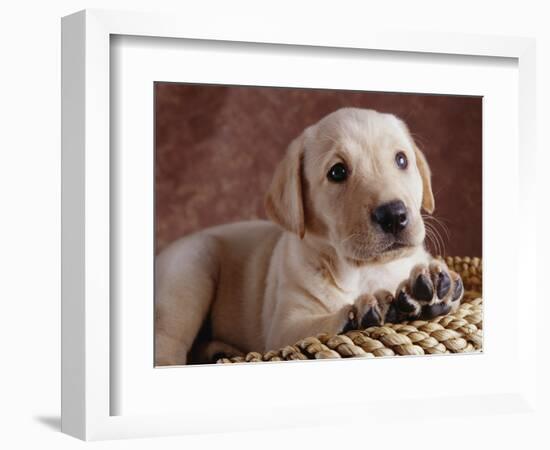 Yellow Lab Puppy in Basket-Jim Craigmyle-Framed Photographic Print