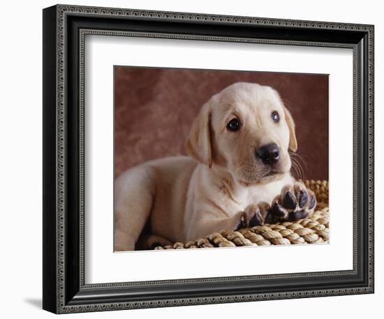 Yellow Lab Puppy in Basket-Jim Craigmyle-Framed Photographic Print