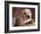 Yellow Lab Puppy in Basket-Jim Craigmyle-Framed Photographic Print