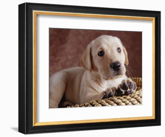 Yellow Lab Puppy in Basket-Jim Craigmyle-Framed Photographic Print