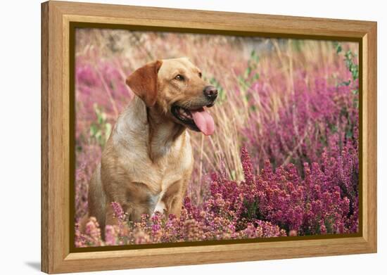 Yellow Labrador Dog-null-Framed Premier Image Canvas