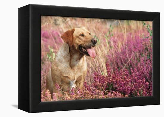 Yellow Labrador Dog-null-Framed Premier Image Canvas