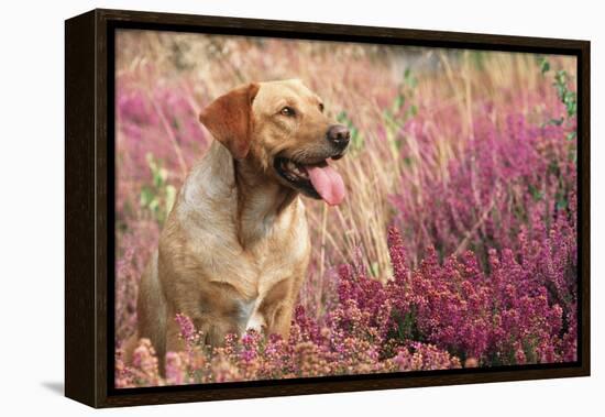 Yellow Labrador Dog-null-Framed Premier Image Canvas