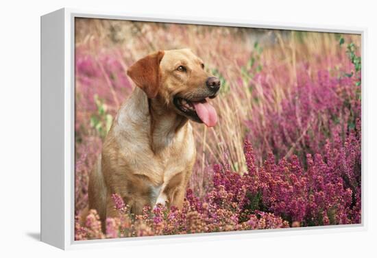 Yellow Labrador Dog-null-Framed Premier Image Canvas