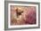 Yellow Labrador Dog-null-Framed Photographic Print