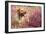 Yellow Labrador Dog-null-Framed Photographic Print