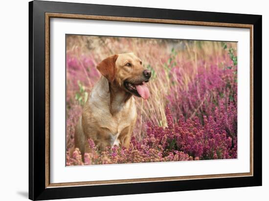 Yellow Labrador Dog-null-Framed Photographic Print