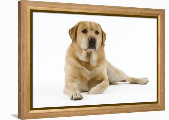 Yellow Labrador Lying Down-null-Framed Premier Image Canvas