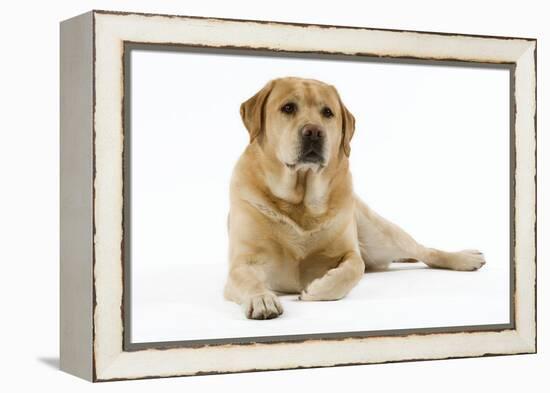 Yellow Labrador Lying Down-null-Framed Premier Image Canvas