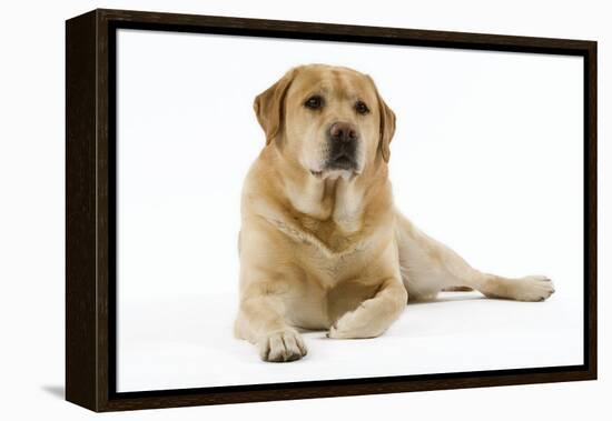 Yellow Labrador Lying Down-null-Framed Premier Image Canvas