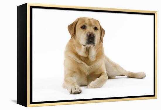 Yellow Labrador Lying Down-null-Framed Premier Image Canvas