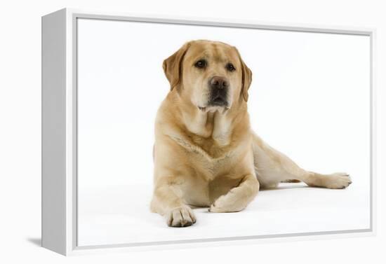 Yellow Labrador Lying Down-null-Framed Premier Image Canvas