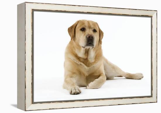 Yellow Labrador Lying Down-null-Framed Premier Image Canvas