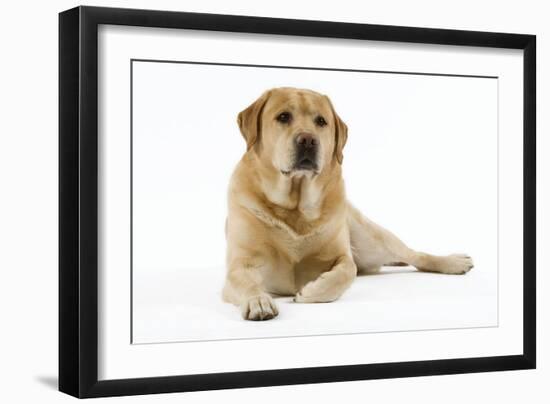 Yellow Labrador Lying Down-null-Framed Photographic Print