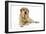 Yellow Labrador Lying Down-null-Framed Photographic Print