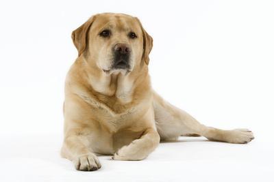 Yellow lab sale laying down