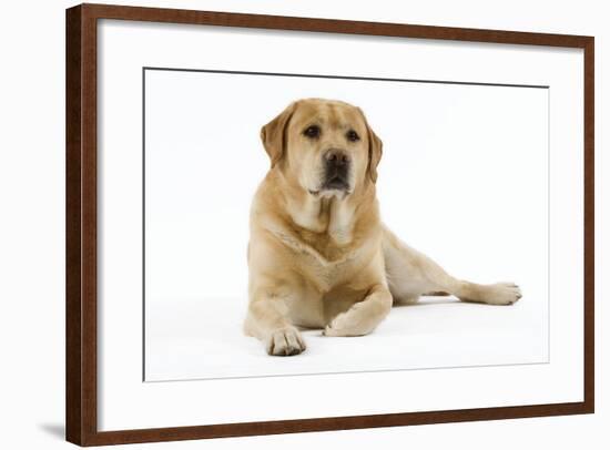 Yellow Labrador Lying Down-null-Framed Photographic Print